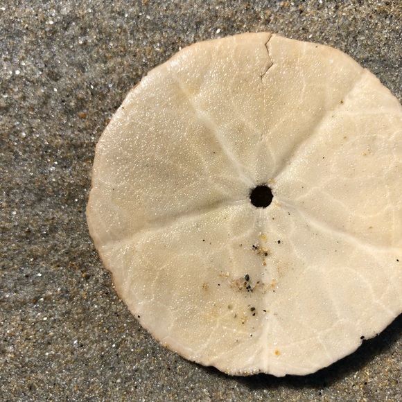 Meet your Posher, Betsy - Picture 4 of 5